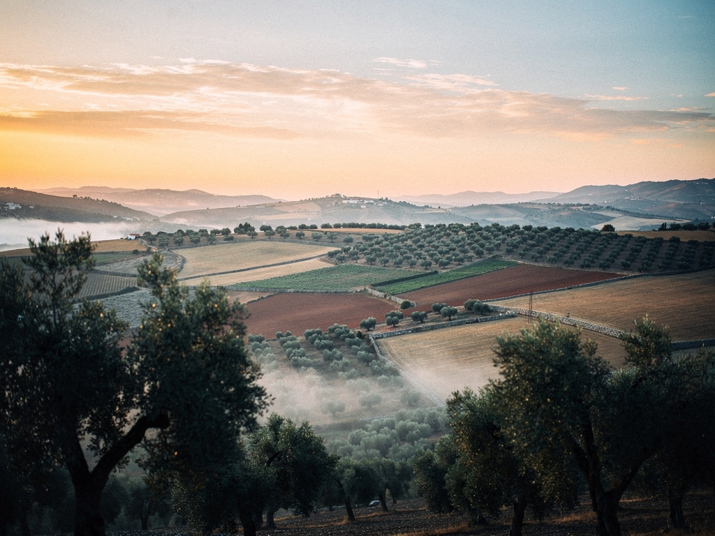 Paisaje agrícola al amanecer en Andalucía con cultivos en primer plano